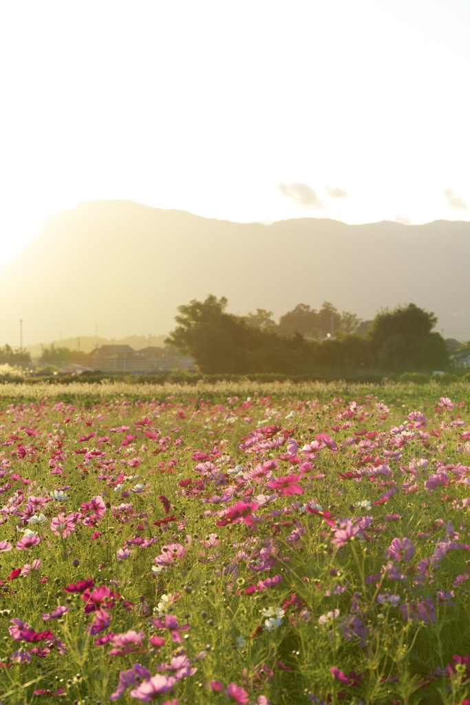 夕暮れの秋桜