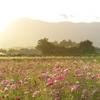 夕暮れの秋桜