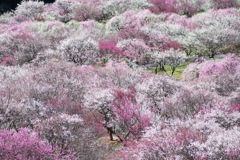 梅林公園にて