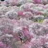 梅林公園にて
