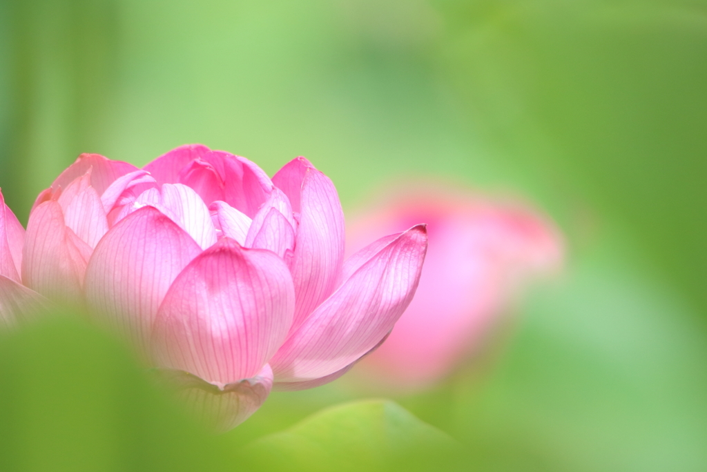 Lotus flower