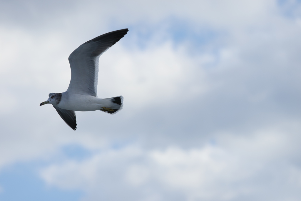 ふらっと撮ったやつ