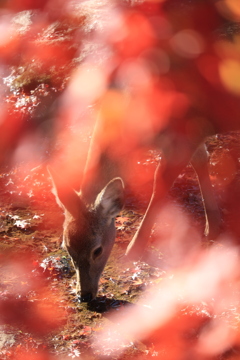 紅葉と奈良の鹿さん