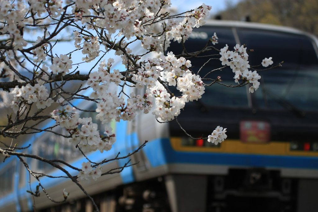 桜が運ぶ南風