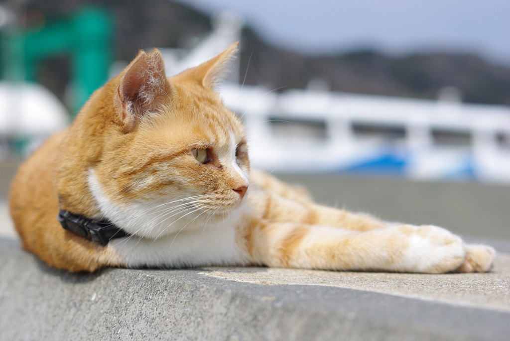 島の猫