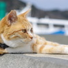 島の猫