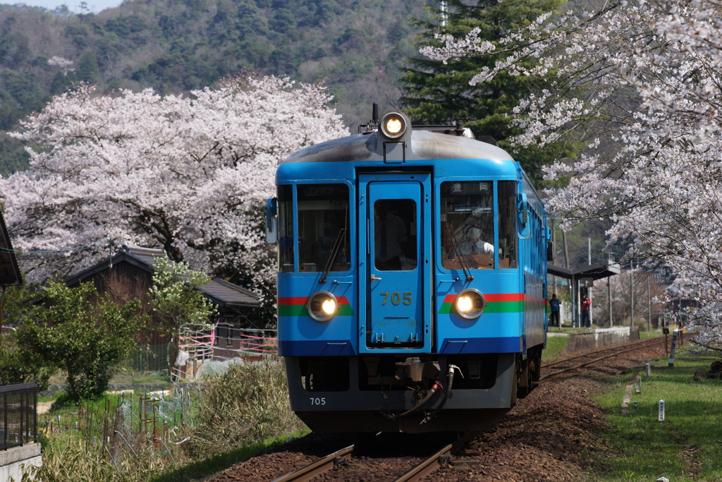 桜岩滝口