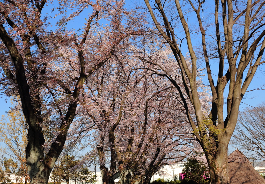 観ているだけで幸せな気分