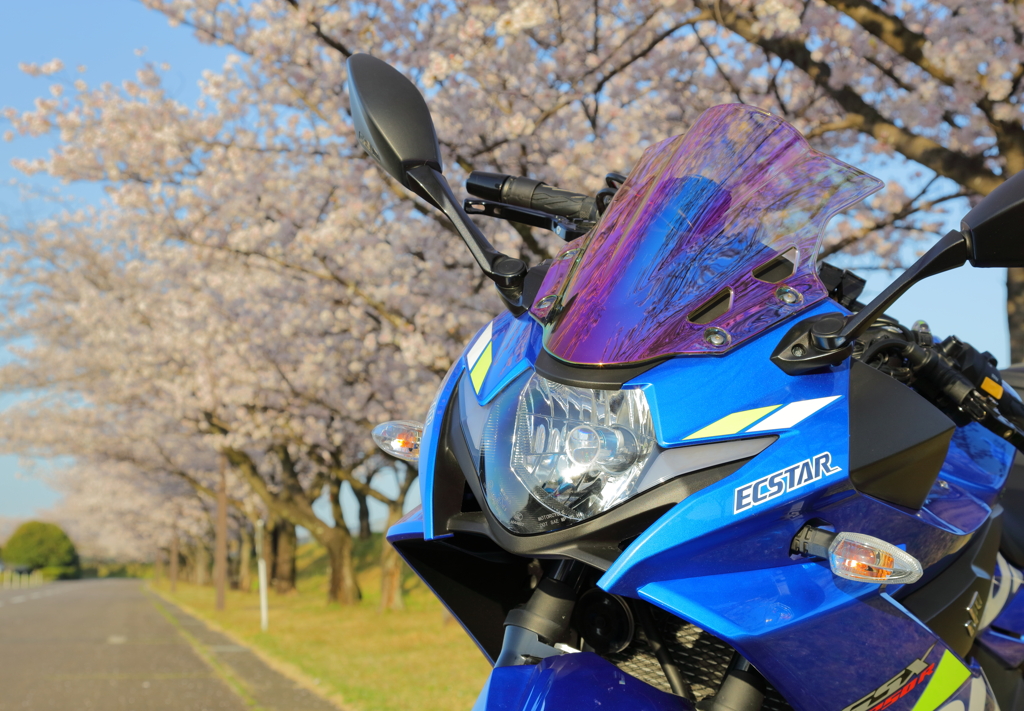 桜