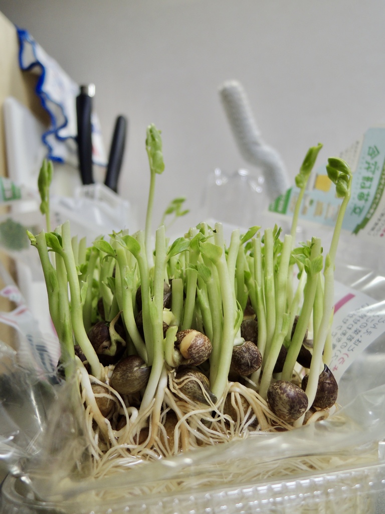 豆苗キッチン栽培
