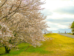 近所の桜並木