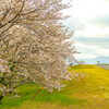 近所の桜並木