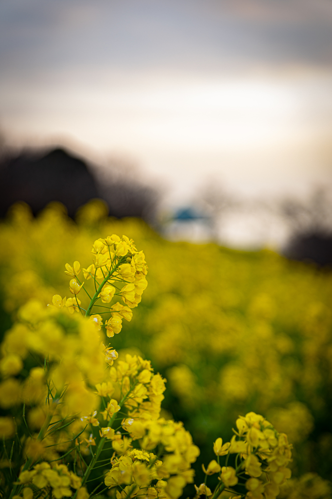 吾妻山公園　菜の花