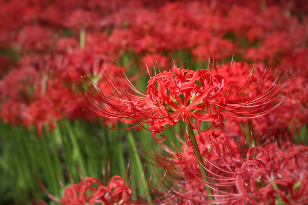 巾着田（曼珠沙華祭り）