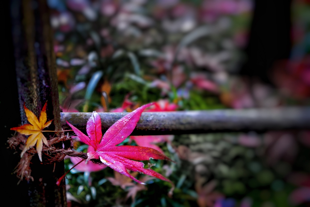 明月院