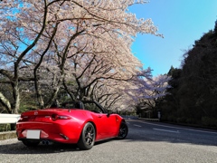 マツダターンパイク（桜のトンネル）