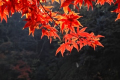 明月院