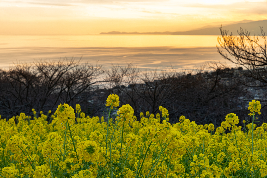 吾妻山公園　菜の花