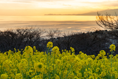吾妻山公園　菜の花