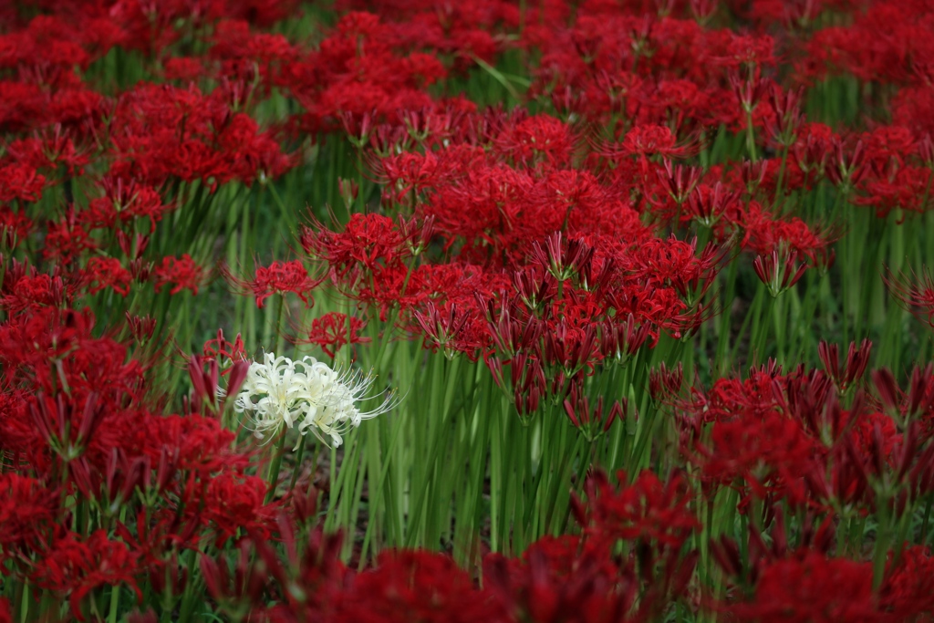 巾着田（曼珠沙華祭り）