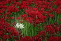 巾着田（曼珠沙華祭り）