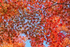 紅葉