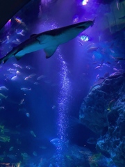 水族館