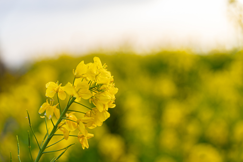 菜の花