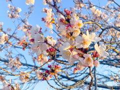 桜