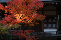 紅葉