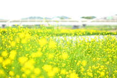 初夏の装い