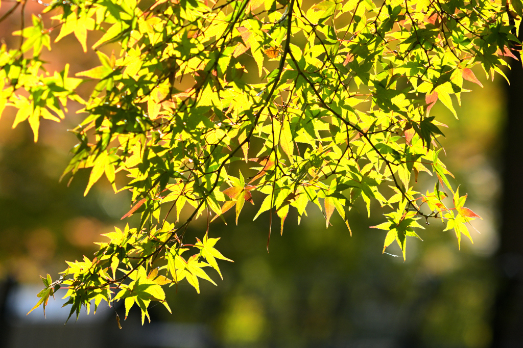 秋陽紅葉