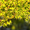 秋陽紅葉