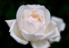 DSC_3305_00001