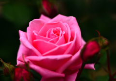DSC_3350_00001