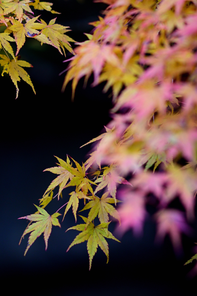 初秋の紅葉