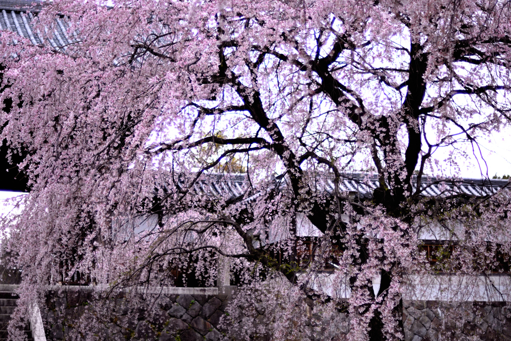 東郷寺　桜