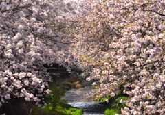 三沢川の桜並木2