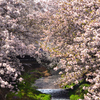三沢川の桜並木2