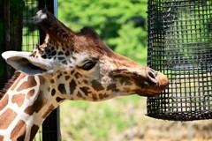 多摩ZOO