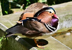 多摩ZOO