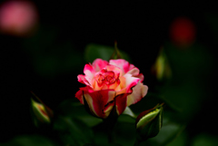 DSC_3353_00001