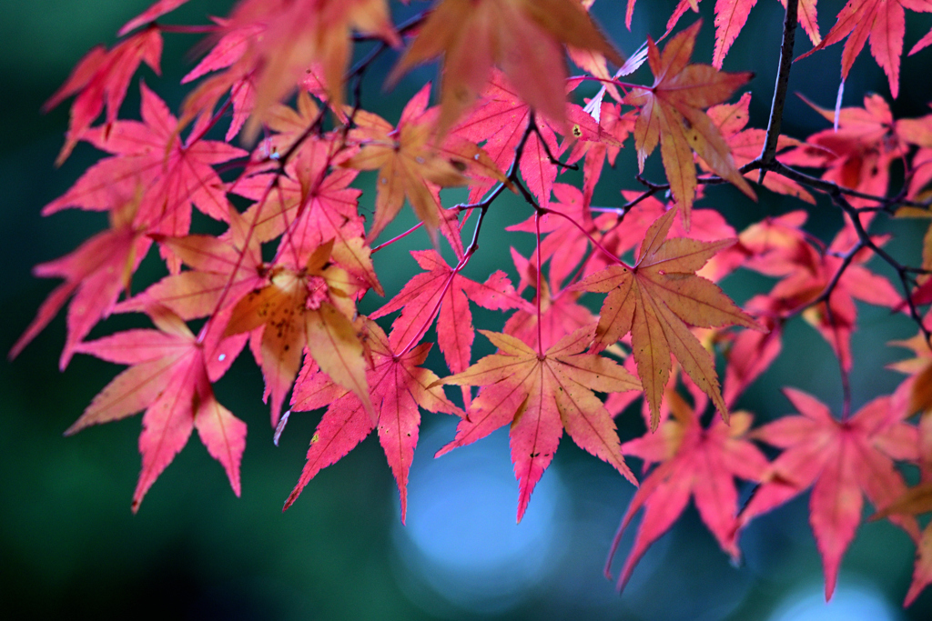 午後の紅葉