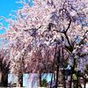 東郷寺　枝下桜