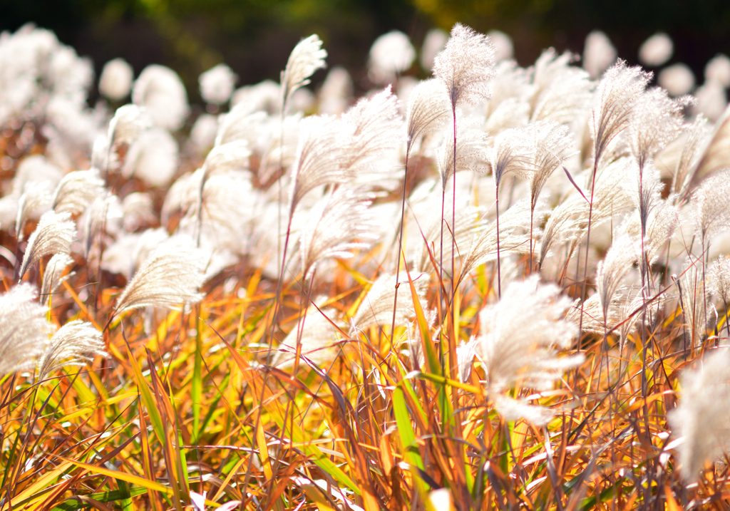 秋晴れのススキ