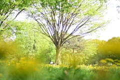野川公園