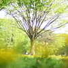 野川公園