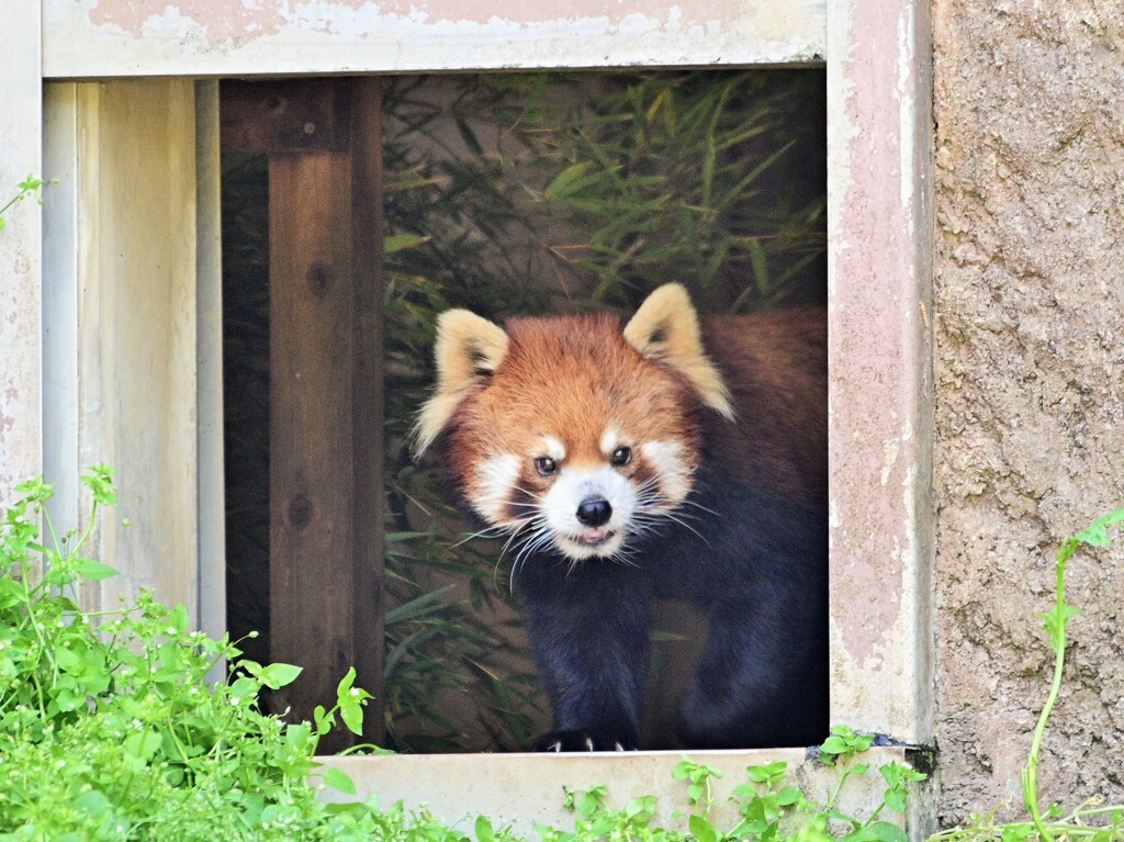 多摩ZOO