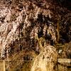 東郷寺夜桜