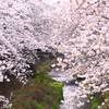 三沢川の桜並木